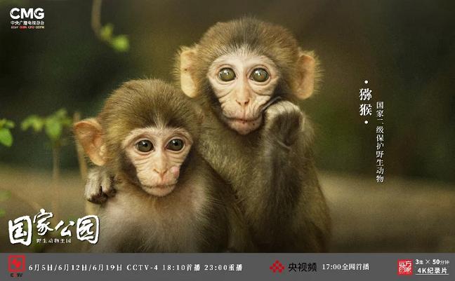 猴岛·4K记录 | 《国家公园：野生动物王国》第三集6月19日播出
